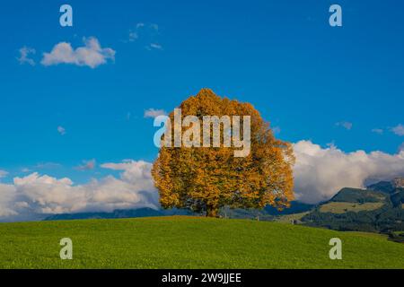 Tiglio della pace (Tilia), albero solitario, sul Wittelsbacher Hoehe, 881 m, Illertal, Allgaeu, Baviera, Germania Foto Stock
