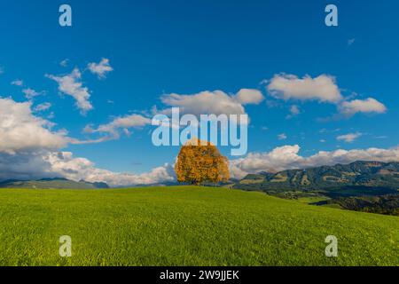 Tiglio della pace (Tilia), albero solitario, sul Wittelsbacher Hoehe, 881 m, Illertal, Allgaeu, Baviera, Germania Foto Stock