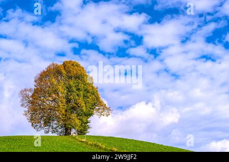 Tiglio della pace (Tilia), albero solitario, sul Wittelsbacher Hoehe, 881 m, Illertal, Allgaeu, Baviera, Germania Foto Stock