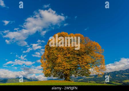Tiglio della pace (Tilia), albero solitario, sul Wittelsbacher Hoehe, 881 m, Illertal, Allgaeu, Baviera, Germania Foto Stock