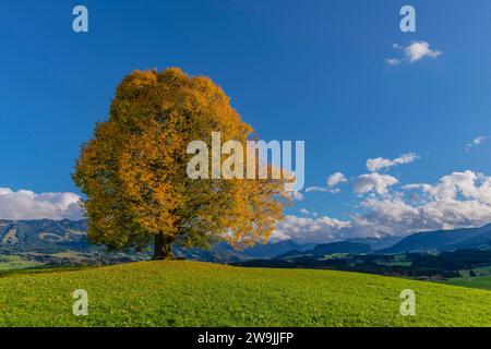 Tiglio della pace (Tilia), albero solitario, sul Wittelsbacher Hoehe, 881 m, Illertal, Allgaeu, Baviera, Germania Foto Stock