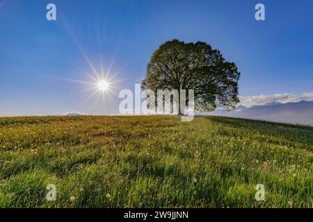Tiglio di pace (Tilia) sul Wittelsbacher Hoehe, 881m, Illertal, Allgaeu, Baviera, Germania Foto Stock
