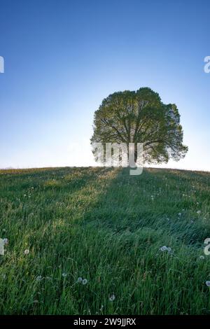 Tiglio di pace (Tilia) sul Wittelsbacher Hoehe, 881m, Illertal, Allgaeu, Baviera, Germania Foto Stock