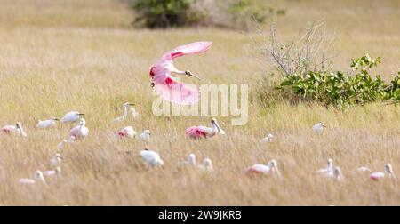 Roseate Spoonbill adulto Flying Over Restiing Flock Foto Stock