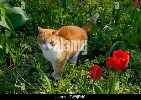 Il gatto rosso-bianco è in piedi su sfondo verde nel cortile di primavera. Foto Stock