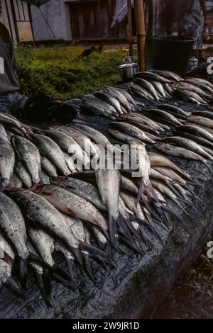 Mercato del pesce a Banjarmasin, Indonesia Foto Stock