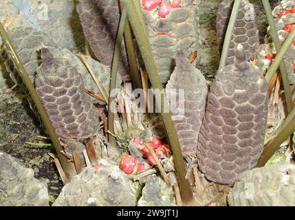 Zamia pumila. Foto Stock