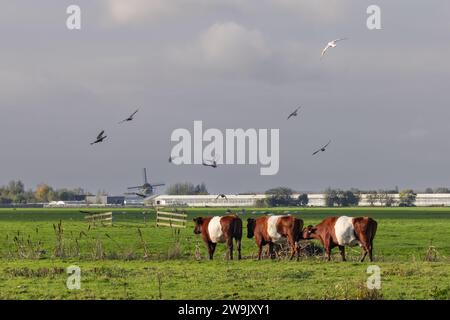 Paesaggio olandese di polder con prato verde in cui una mandria di vacche Lakenvelder rosso-marrone con banda bianca al centro su uno skyline di sfondo Foto Stock