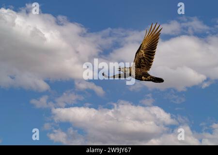 Primo piano di un Raven adulto volante, Corvus corax, sopra la valle del torrente Rolder Diep nella provincia olandese di Drenthe sullo sfondo di cl Foto Stock
