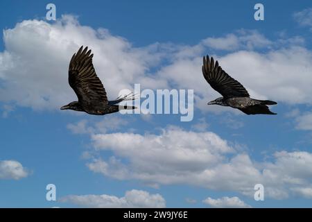 Primo piano di due Ravens adulti volanti, Corvus corax, sopra la valle del torrente Rolder Diep nella provincia olandese di Drenthe sullo sfondo di Foto Stock