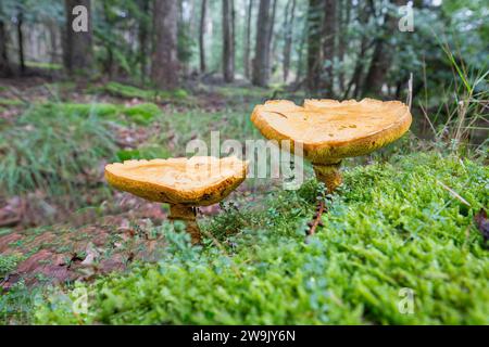 Primo piano di un arcano Bolete commestibile maturo, Suillus grevillei, che cresce su un pavimento sabbioso della foresta nella provincia olandese di Drenthe Foto Stock