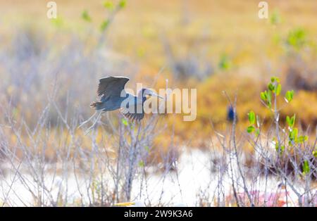 Little Blue Heron in Flight Flying Foto Stock
