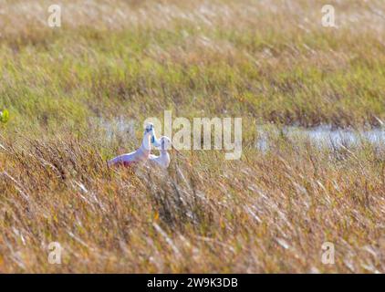 Due Roseate Spoonbills per adulti e giovani sdraiati in erba Foto Stock