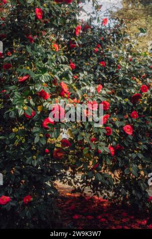 Fiori gialli e rosa di camelia japonica, Arboretum, Seattle Foto Stock