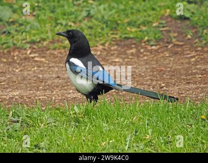 Magpie eurasiatiche o magpie comuni (pica pica) con piumaggio iridescente in pascolo lungo il canale towpath England, Regno Unito Foto Stock