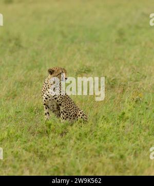 Lone Cheetah (Acinonyx jubatus) a caccia di prede nel Serengeti Foto Stock