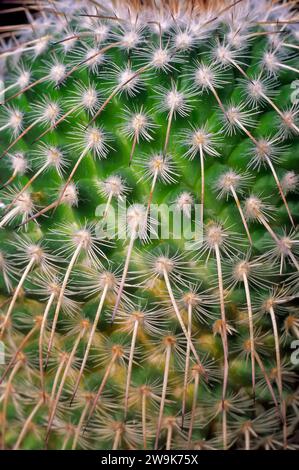 Spine di cactus insolite. Mammillaria parkinsonii, Cactaceae. Piante succulente ornamentali. Foto Stock