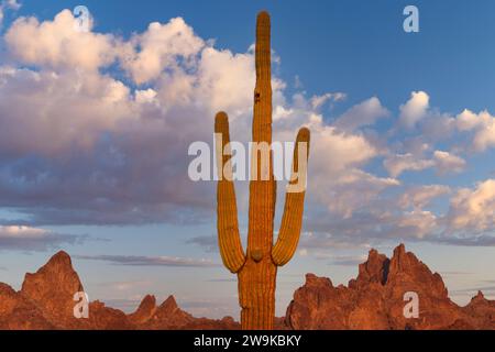 Tramonto sulle Kofa Mountains, Arizona Foto Stock
