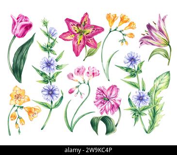 Set floreale acquerello. Fiori di prato primaverili tulipani, freesia, cicoria, gigli isolati su sfondo bianco. Fiori disegnati a mano per la progettazione delle carte Foto Stock