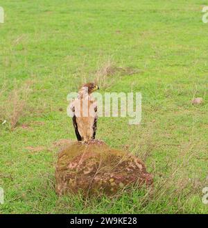 Tawny Eagle (Aquila rapax) riposa su una roccia nel Parco nazionale del cratere di Ngorongoro; Tanzania Foto Stock