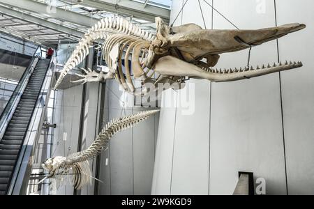 Walskelett im Foyer des Ozeaneums a Stralsund, Meclemburgo-Vorpommern, Ostsee, Deutschland. DAS Meeresmuseum thematisiert Wasser- und Lebenswelten aus Ostsee, Nordsee und Nordatlantik in fast 40 Aquarien Das groeesste Aquarium fasst 2,6 Millionen Liter Wasser. *** Scheletro di balena nel foyer dell'Ozeaneum a Stralsund, Meclemburgo-Pomerania occidentale, Mar Baltico, Germania il Museo Oceanografico si concentra sull'acqua e sugli ambienti viventi del Mar Baltico, del Mare del Nord e del Nord Atlantico in quasi 40 acquari il più grande acquario contiene 2,6 milioni di litri d'acqua Foto Stock