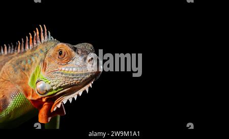 un'iguana colorata in posa su uno sfondo scuro. copia spazio Foto Stock