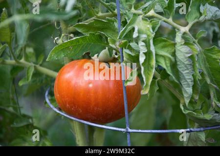 Un primo piano di un grande pomodoro bistecche appeso alla vite Foto Stock