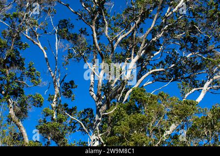 Ohia lungo il sentiero Kipukapuaulu, Hawaii Volcanoes National Park, Hawaii Foto Stock