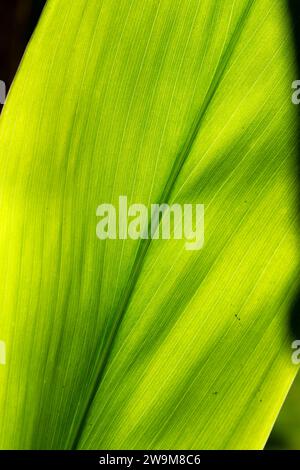 Fogliame lungo il sentiero Kipukapuaulu, il Parco Nazionale dei Vulcani delle Hawaii, Hawaii Foto Stock