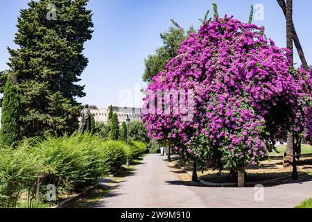 Park Colle Oppio ono il Colle Oppiano con la fioritura dell'albero di bouganvillea viola e Domus Aurea in lontananza a Roma, Italia Foto Stock