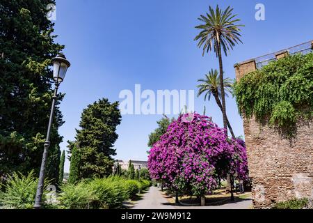 Park Colle Oppio ono il Colle Oppiano con la fioritura dell'albero di bouganvillea viola e Domus Aurea in lontananza a Roma, Italia Foto Stock