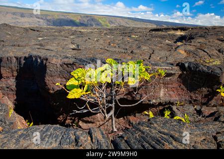 Indian Mulberry (Morinda citrifolia) sulla costa di Puna, Hawaii Volcanoes National Park, Hawaii Foto Stock