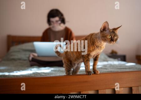 Devon rex gatto che cerca di divertirsi a letto mentre il proprietario di un animale domestico lavora su un computer portatile, studia Foto Stock