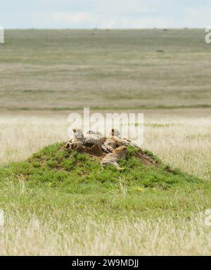 Ghepardo femminile con cuccioli su un tumulo per un punto di vista elevato alla ricerca di prede nel Serengeti Foto Stock
