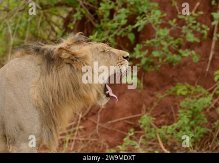 Primo piano di uno sbadiglio di leone (nome scientifico: Panthera leo, o 'Simba' in Swaheli) nel Serengeti/Tarangire, lago Manyara, parco nazionale di Ngorogoro, Foto Stock