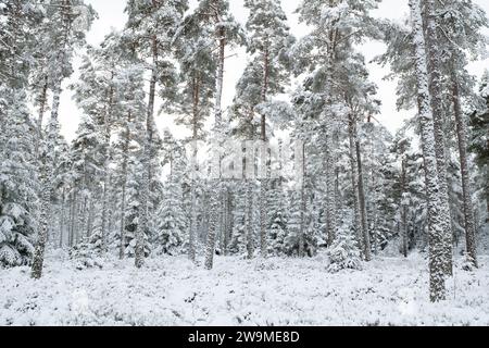 Pini nella neve. Grantown a Spey, Morayshire, Scozia Foto Stock