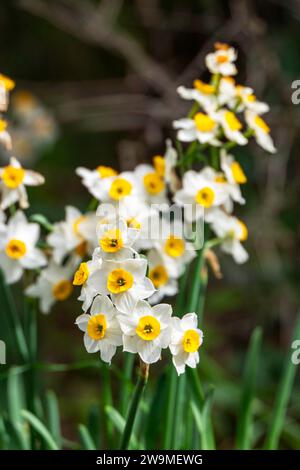 Fioritura primaverile di narcisi selvatici della foresta. I fiori di tazetta Narciso bianco e giallo si avvicinano su uno sfondo sfocato Foto Stock