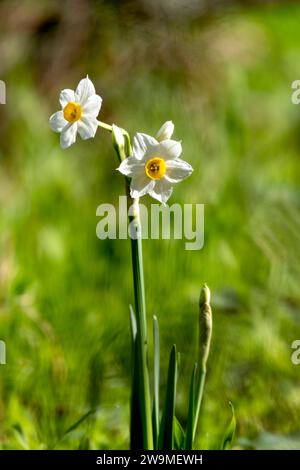 Fioritura primaverile di narcisi selvatici della foresta. I fiori di tazetta Narciso bianco e giallo si avvicinano su uno sfondo sfocato Foto Stock