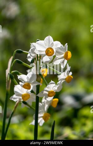 Fioritura primaverile di narcisi selvatici della foresta. I fiori di tazetta Narciso bianco e giallo si avvicinano su uno sfondo sfocato Foto Stock