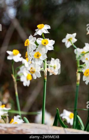 Fioritura primaverile di narcisi selvatici della foresta. I fiori di tazetta Narciso bianco e giallo si avvicinano su uno sfondo sfocato Foto Stock