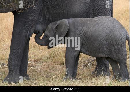 Vitello elefante nel Serengeti che beve latte materno Foto Stock