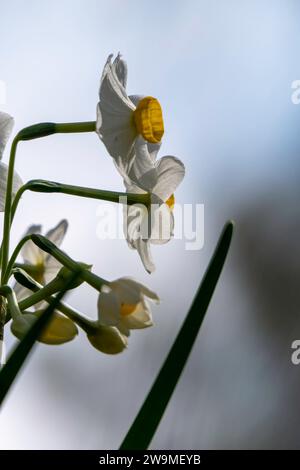 Fioritura primaverile di narcisi selvatici della foresta. I fiori di tazetta Narciso bianco e giallo si avvicinano su uno sfondo sfocato Foto Stock