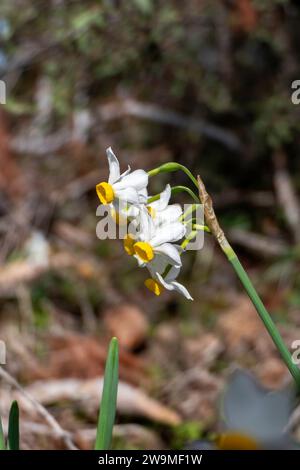 Fioritura primaverile di narcisi selvatici della foresta. I fiori di tazetta Narciso bianco e giallo si avvicinano su uno sfondo sfocato Foto Stock