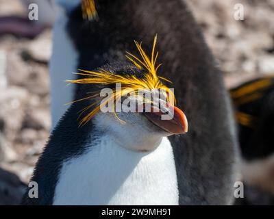 Pinguino reale, Eudyptes schlegeli, nidificazione sull'isola di Macquarie, Australia Foto Stock