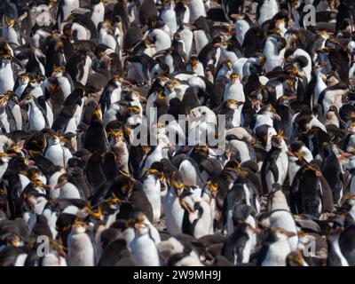 Pinguino reale, Eudyptes schlegeli, nidificazione sull'isola di Macquarie, Australia Foto Stock