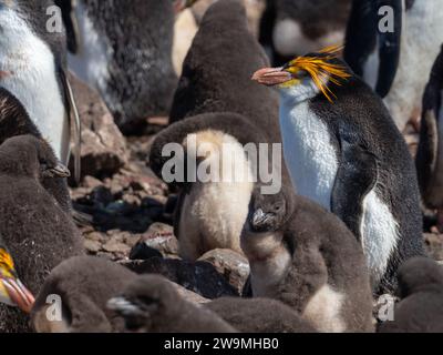 Pinguino reale, Eudyptes schlegeli, nidificazione sull'isola di Macquarie, Australia Foto Stock