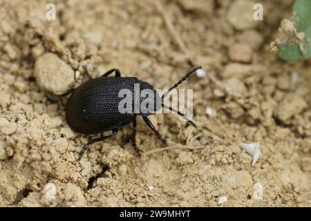 Primo piano naturale sul coleottero a foglia perforata nera, Galeruca tanaceti seduto a terra Foto Stock