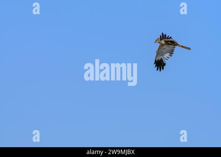 Harrier palustre occidentale o Circus aeruginosus, della famiglia degli Accipitridae Foto Stock