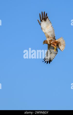 Harrier palustre occidentale o Circus aeruginosus, della famiglia degli Accipitridae Foto Stock