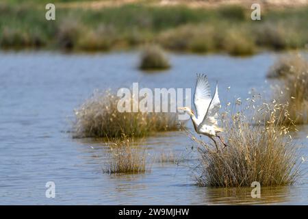 L'egret mangiatore di granchio o Ardeola ralloides è una specie di uccelli pelecaniformi della famiglia Ardeidae Foto Stock